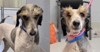 PetWireDaily — Shelter Dog’s Magnificent Eyebrows Make Him Look Like He’s Judging Everyone