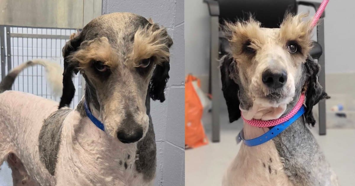 Shelter Dog’s Magnificent Eyebrows Make Him Look Like He’s Judging Everyone