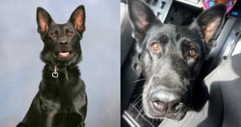 PetWireDaily — Hero K-9 Ace Comes Home After Losing Leg in Line-of-Duty Shooting