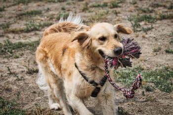 PetWireDaily — 13 Playful Dog Breeds That Never Lose Their Puppy Spirit