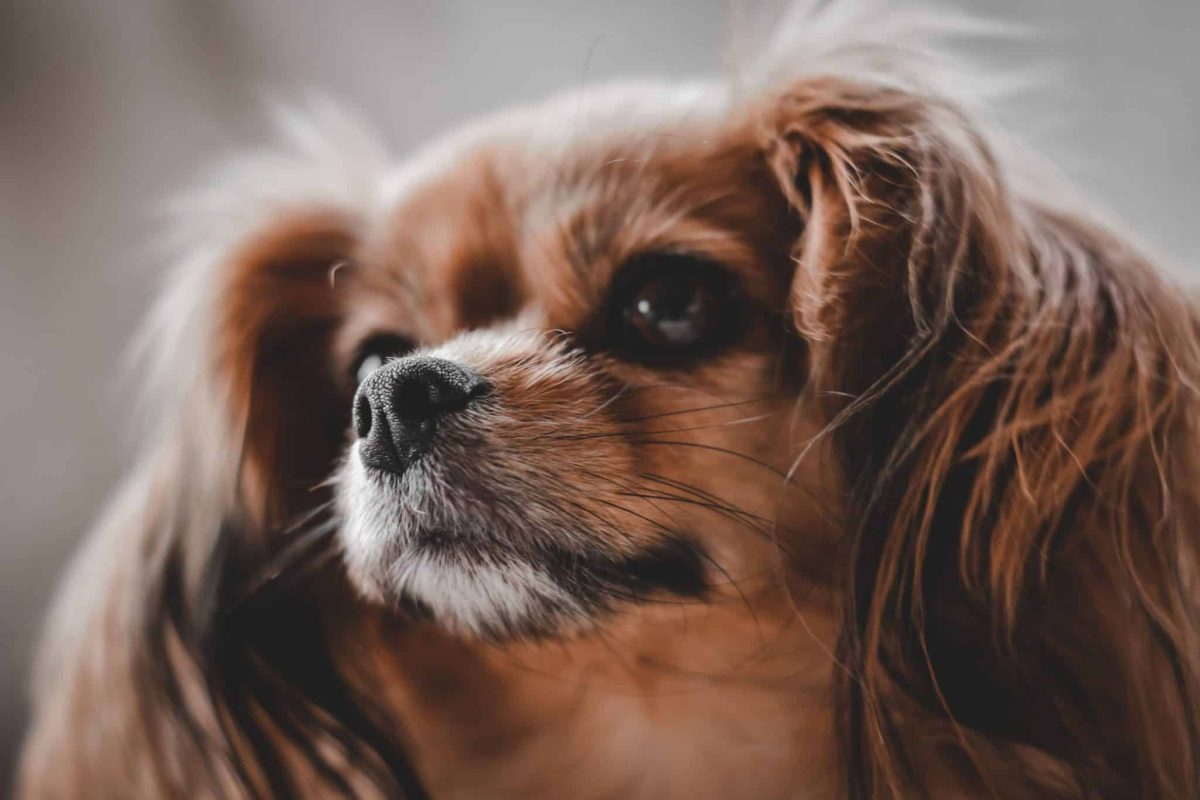 Cavalier King Charles Spaniel radiating gentle affection and emotional warmth.