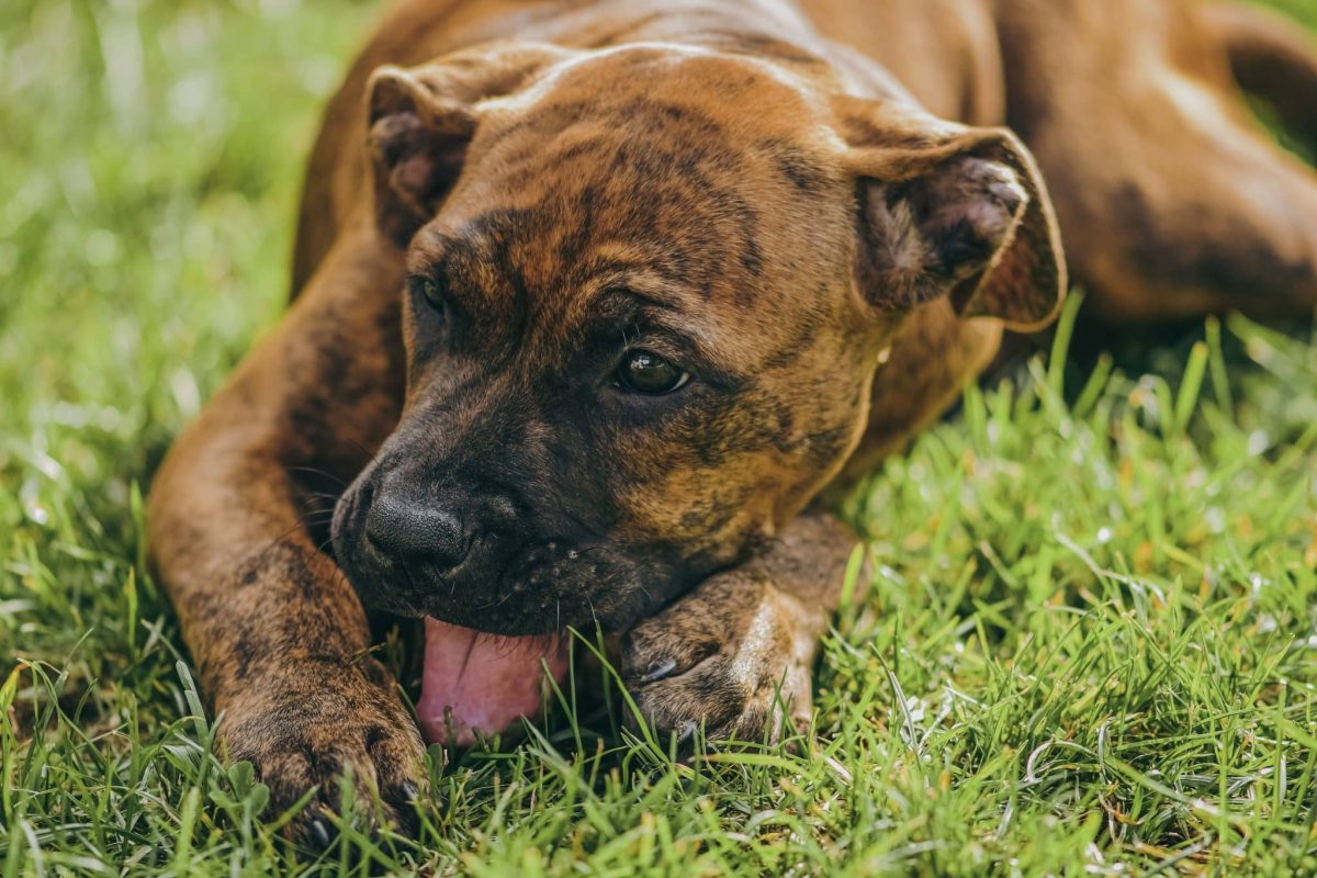 Boxer expressing goofy curiosity and energetic troublemaking charm.