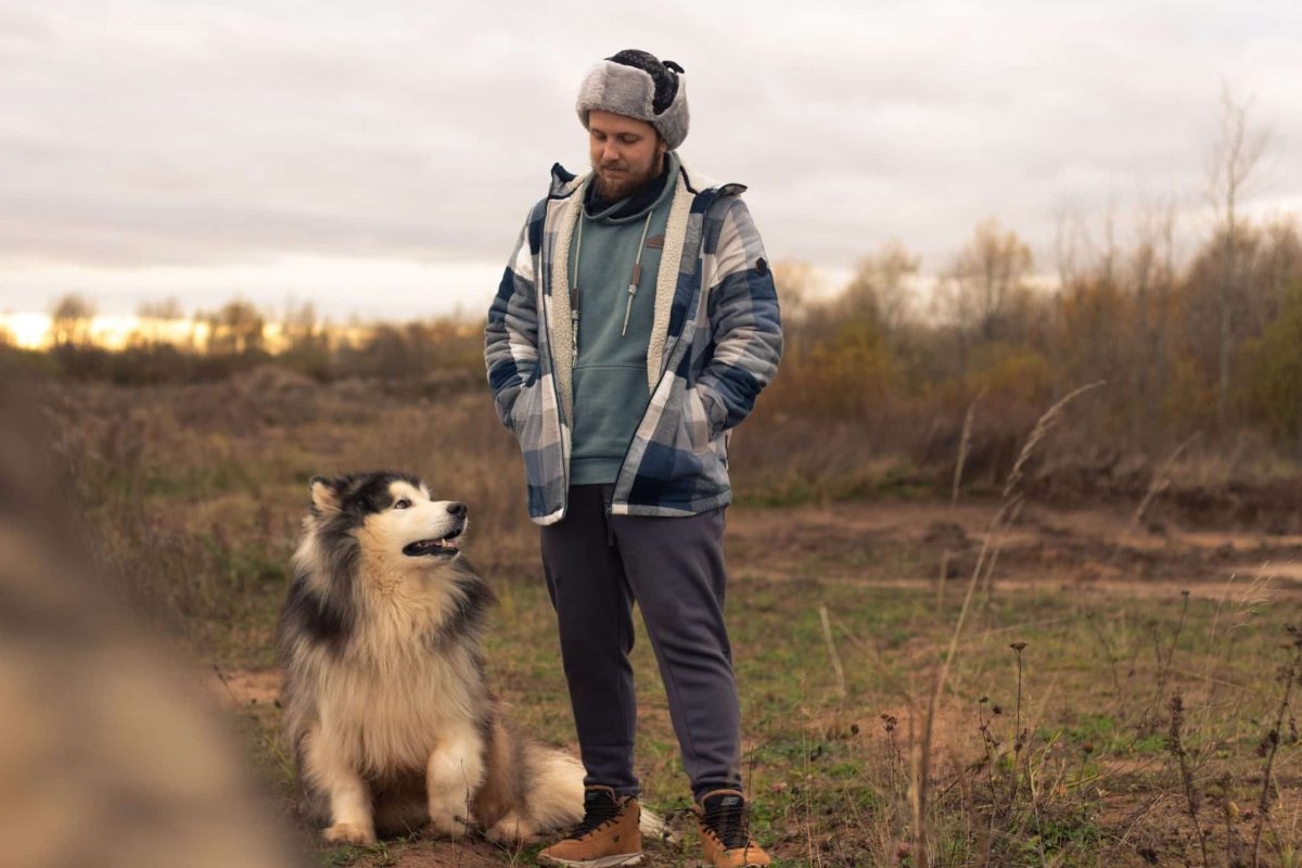 Alaskan Malamute embodying strength, endurance, and rugged outdoor adventure.
