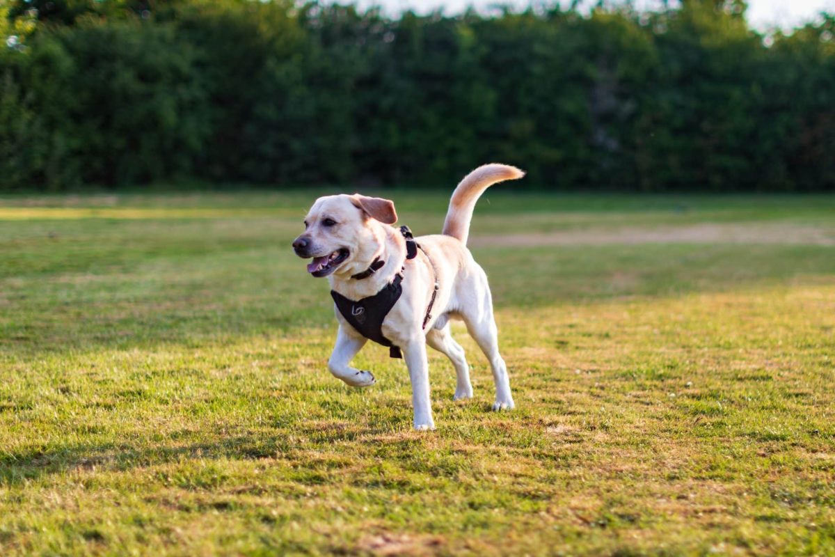 Labrador Retriever displaying cheerful energy and a playful puppy-like personality.