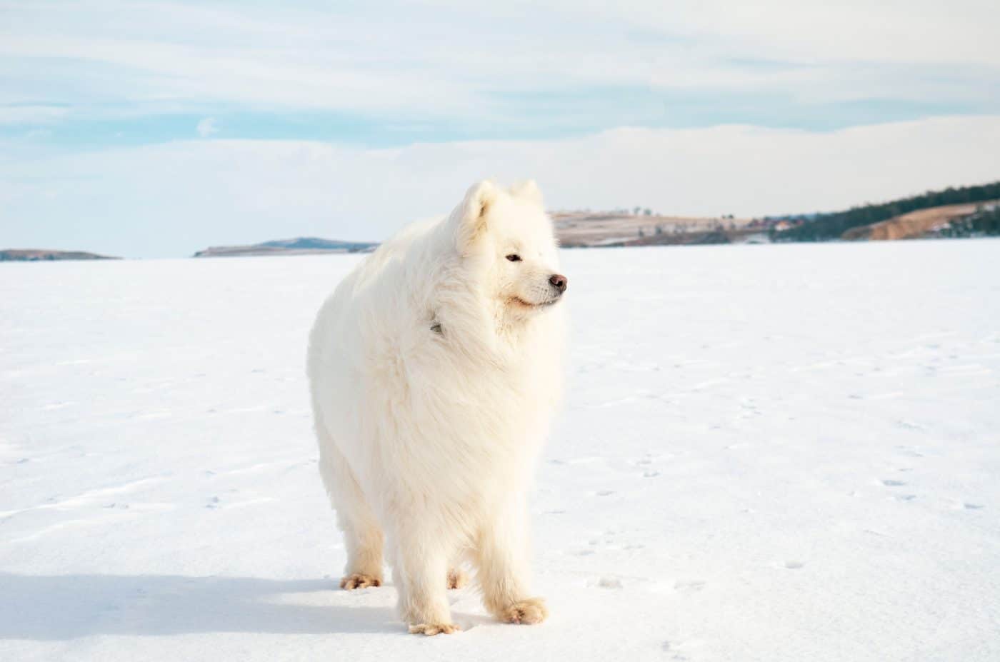 Samoyed happily embracing cooler temperatures with its magnificent fluffy coat.