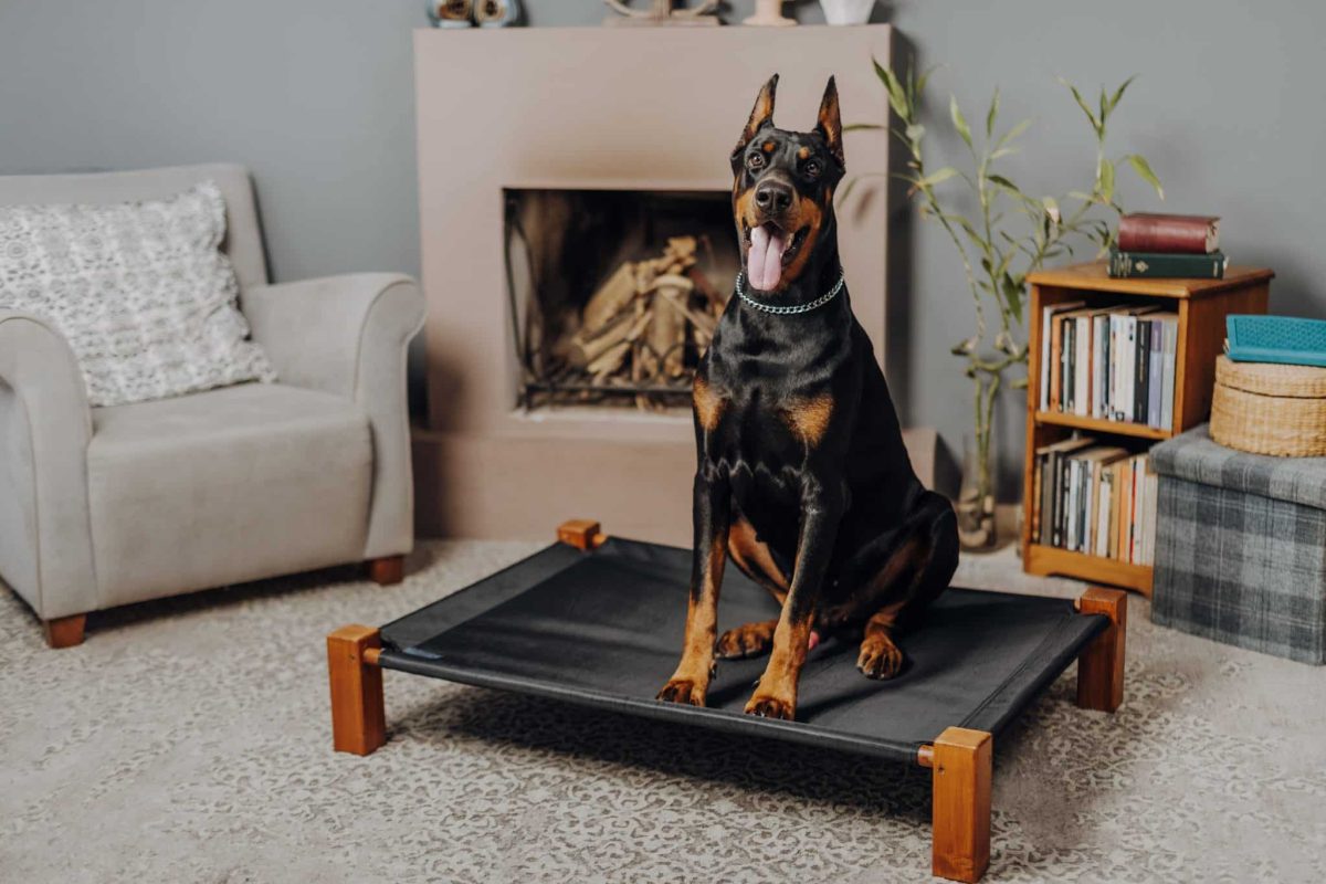 Doberman Pinscher balancing elegant seriousness with an unexpectedly silly personality.