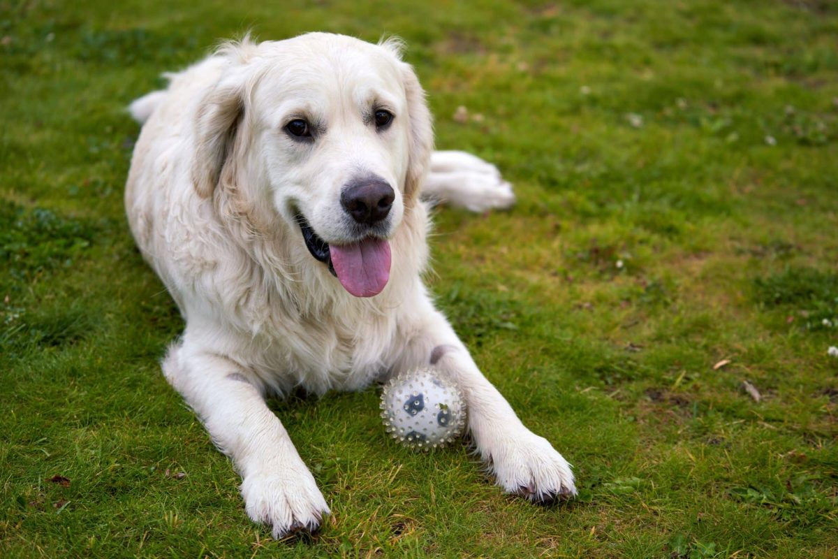 Golden Retriever radiating joyful enthusiasm and an enduring youthful personality.