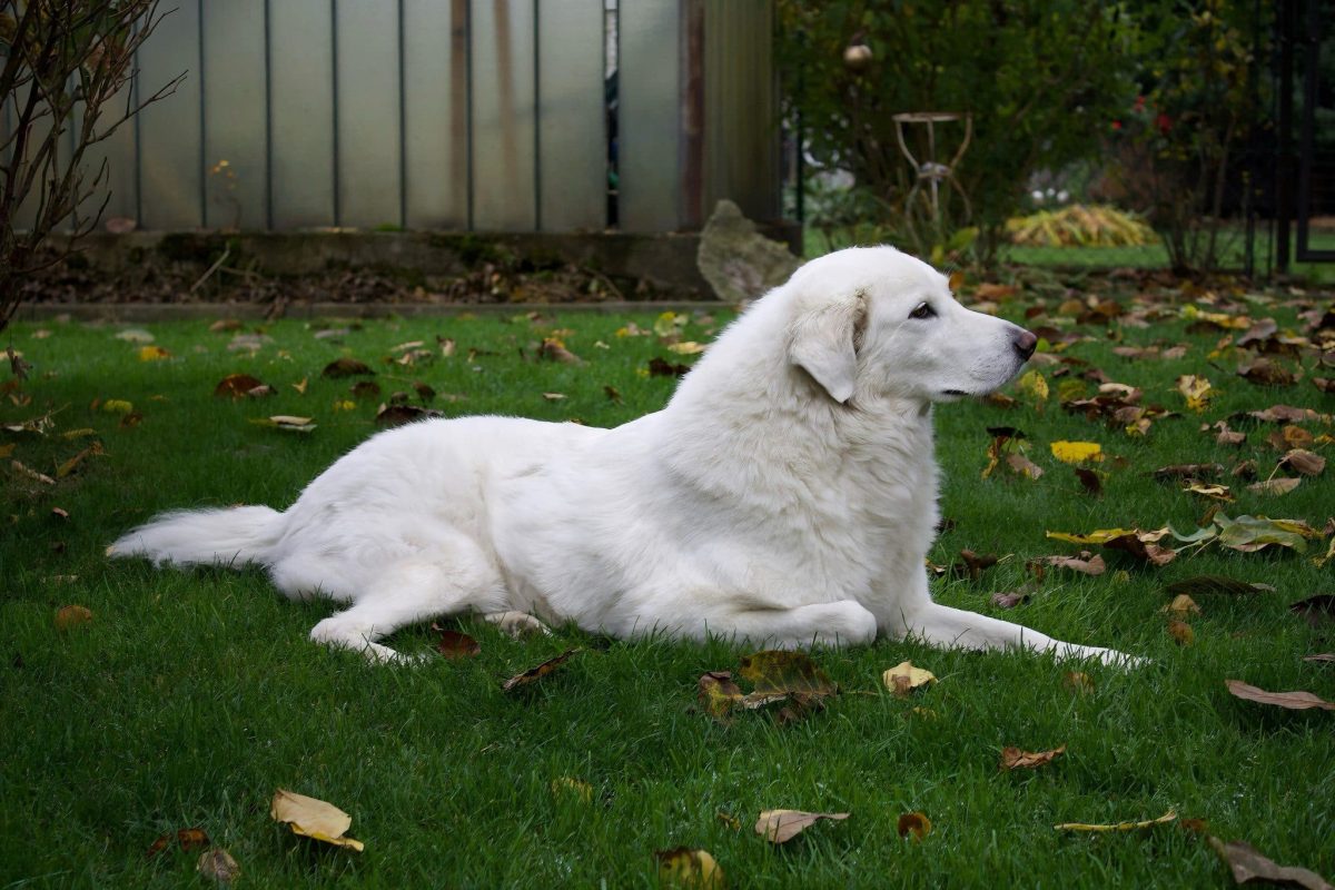 Great Pyrenees showing calm courage and deeply protective devotion.
