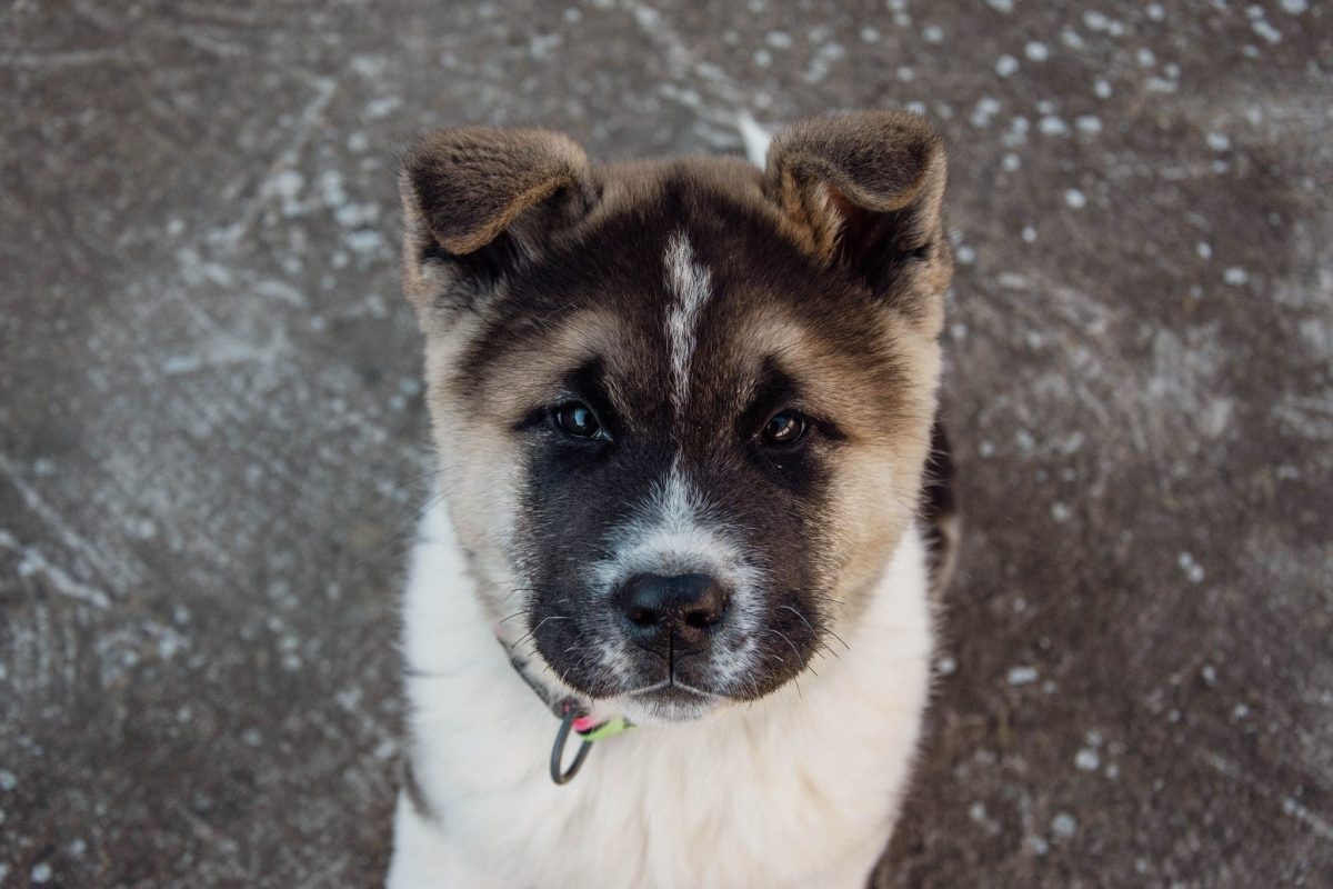 Akita displaying dignified strength and unwavering devotion to trusted companions.