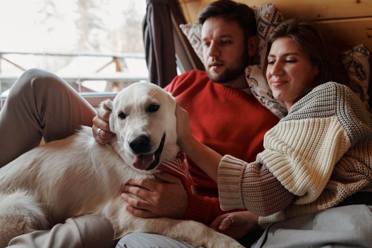 Golden Retriever showing warm affection and the lovable spirit of a devoted snuggler.