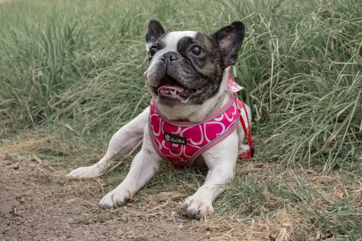 French Bulldog showing stubborn charm and a comically unimpressed expression.