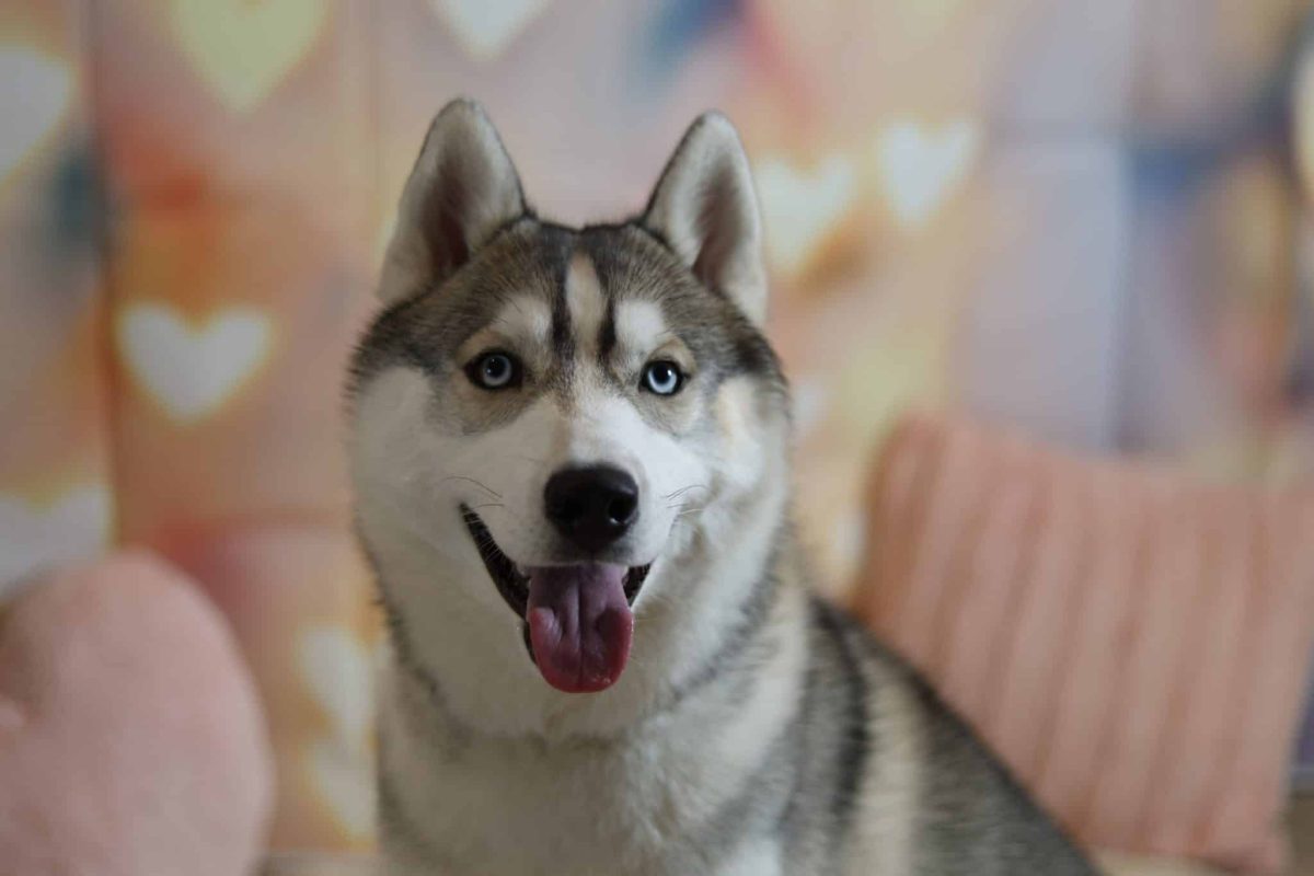 Siberian Husky displaying expressive sass and confident conversational energy.