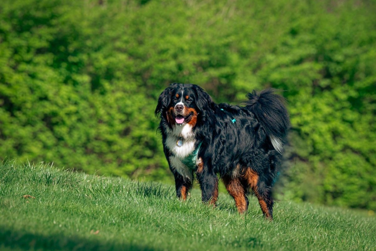 Bernese Mountain Dog showing calm strength and enthusiasm for outdoor companionship.