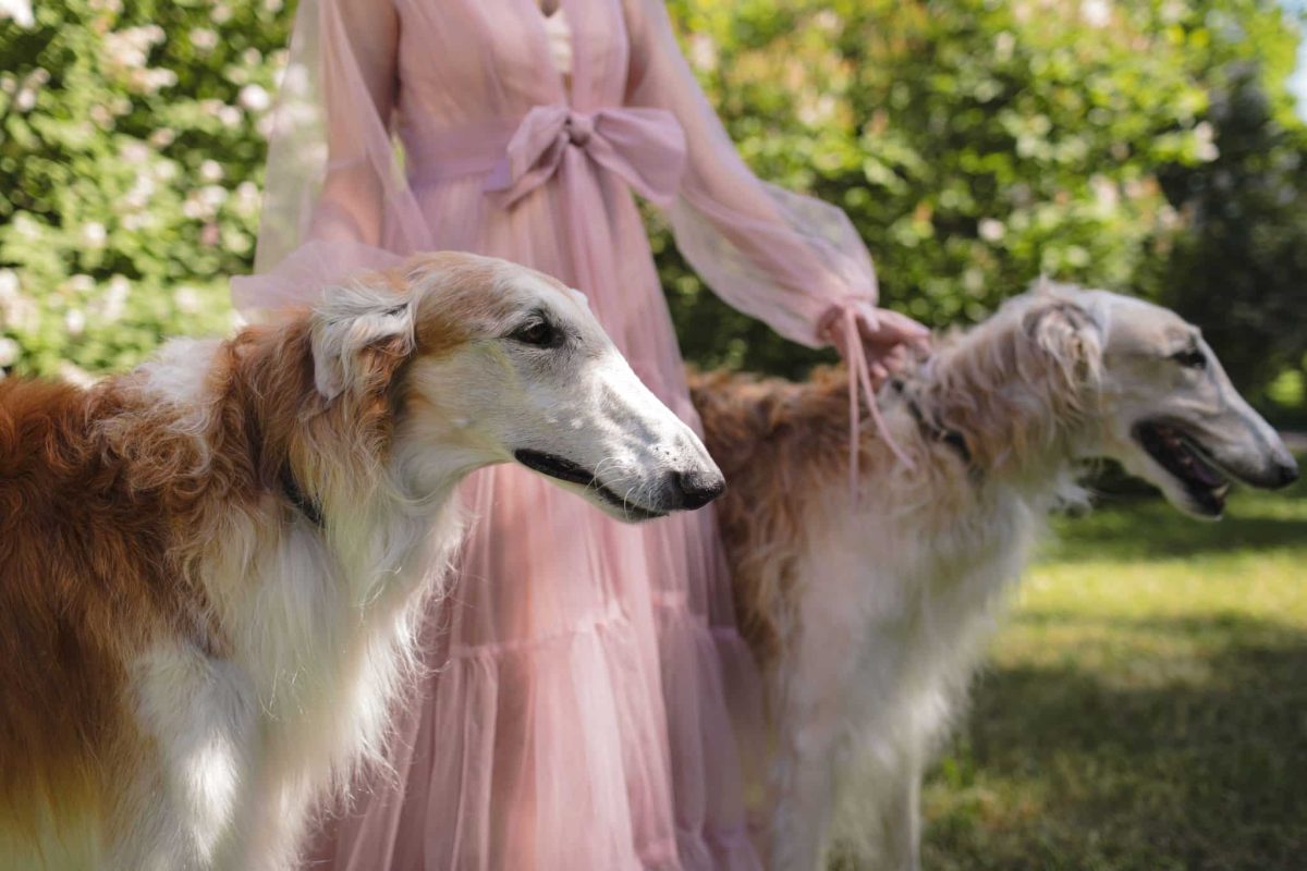 Borzoi showcasing graceful curves and beautifully flowing refined features.