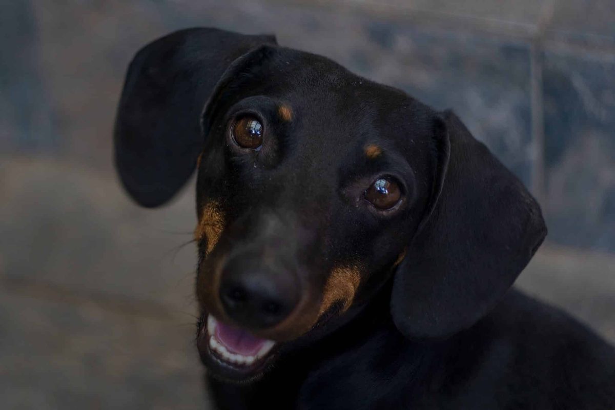 Dachshund showing bold determination and amusingly outspoken confidence.