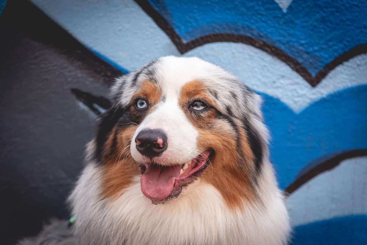 Australian Shepherd showing brilliant curiosity and energetic mischievous charm.
