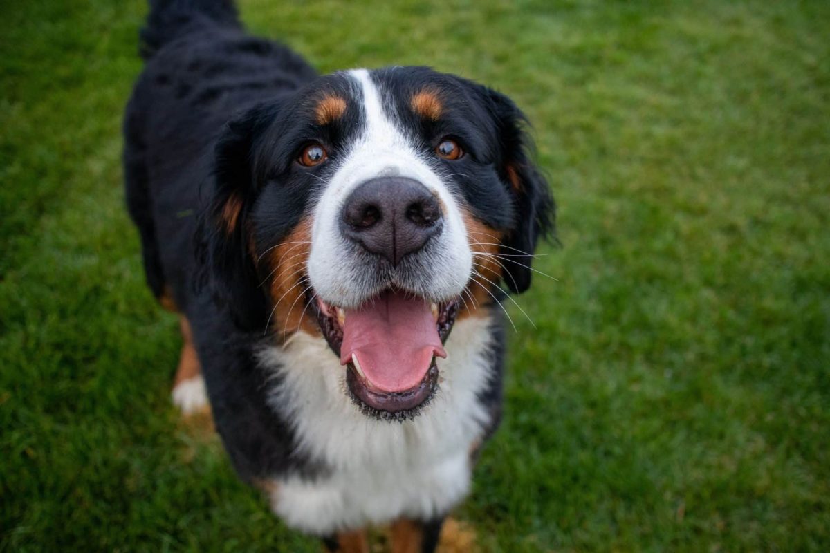 Bernese Mountain Dog displaying striking markings and majestic gentle beauty.