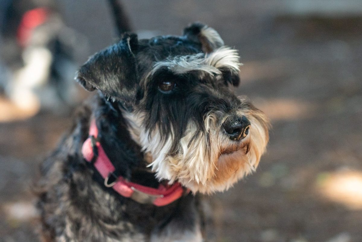 Giant Schnauzer displaying bold confidence and unwavering family devotion.