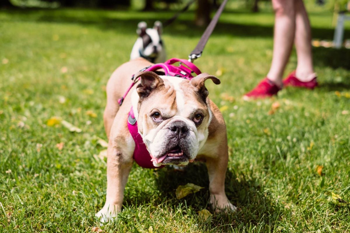 English Bulldog displaying comical charm beneath an adorably grumpy serious face.