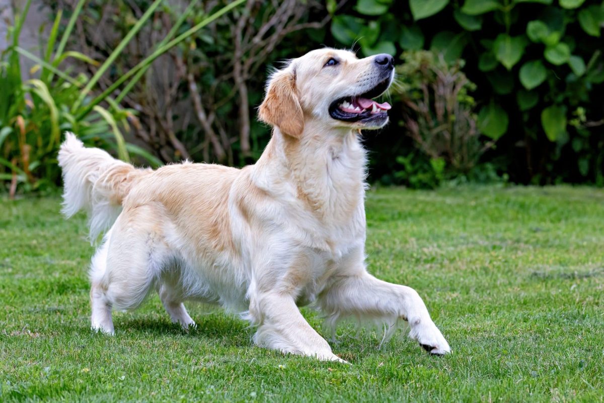Golden Retriever looking cheerfully curious and ready for playful mischief.