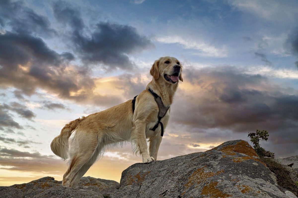 Golden Retriever expressing joyful curiosity and enthusiasm for outdoor adventures.