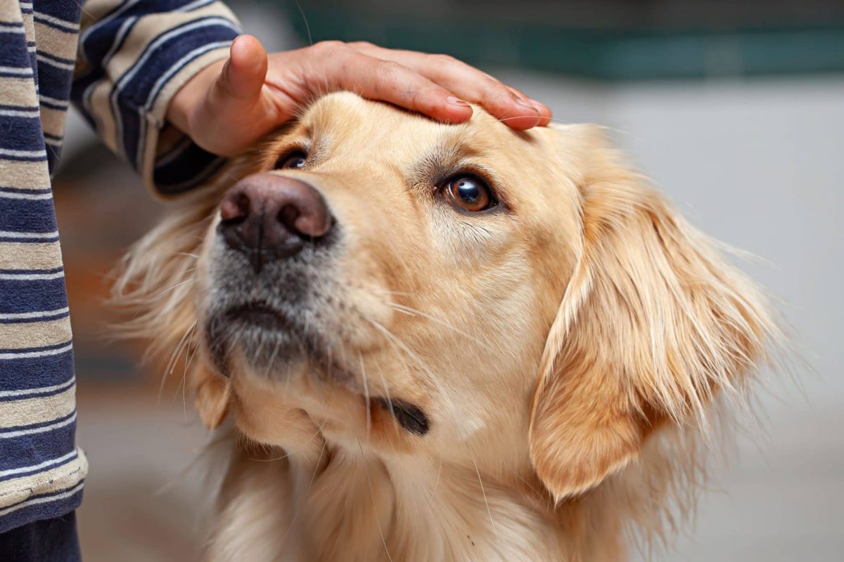 Golden Retriever showing gentle affection and deep emotional sensitivity.