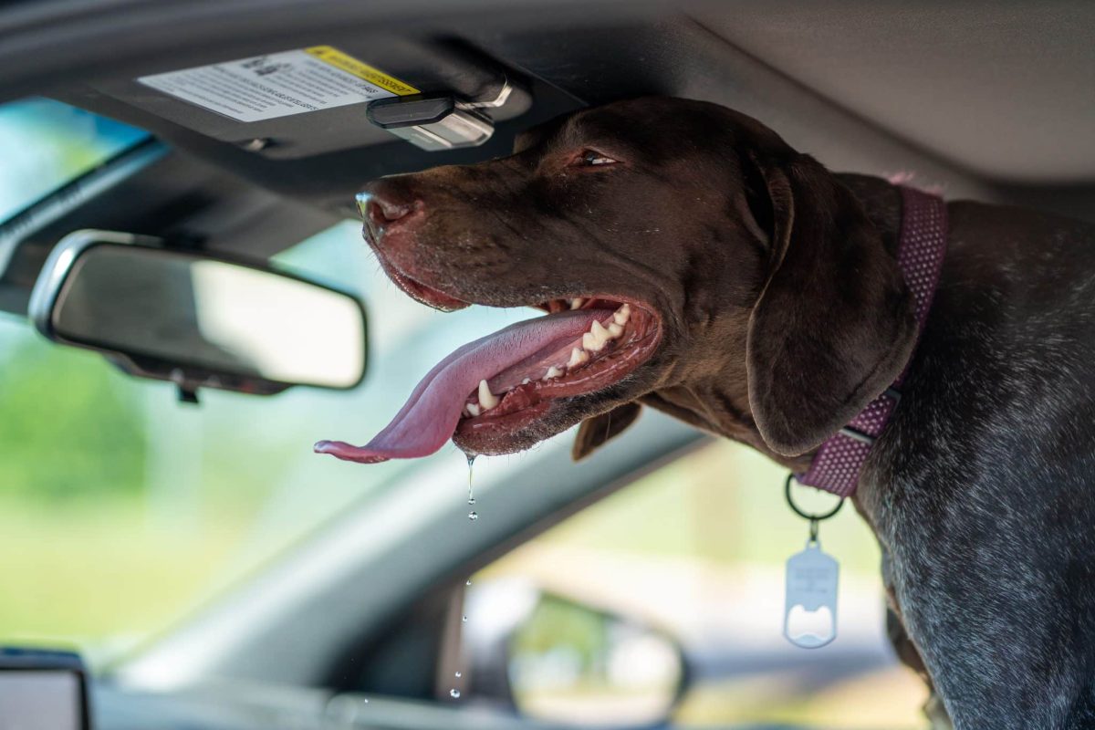 German Shorthaired Pointer eagerly anticipating another exciting family adventure.