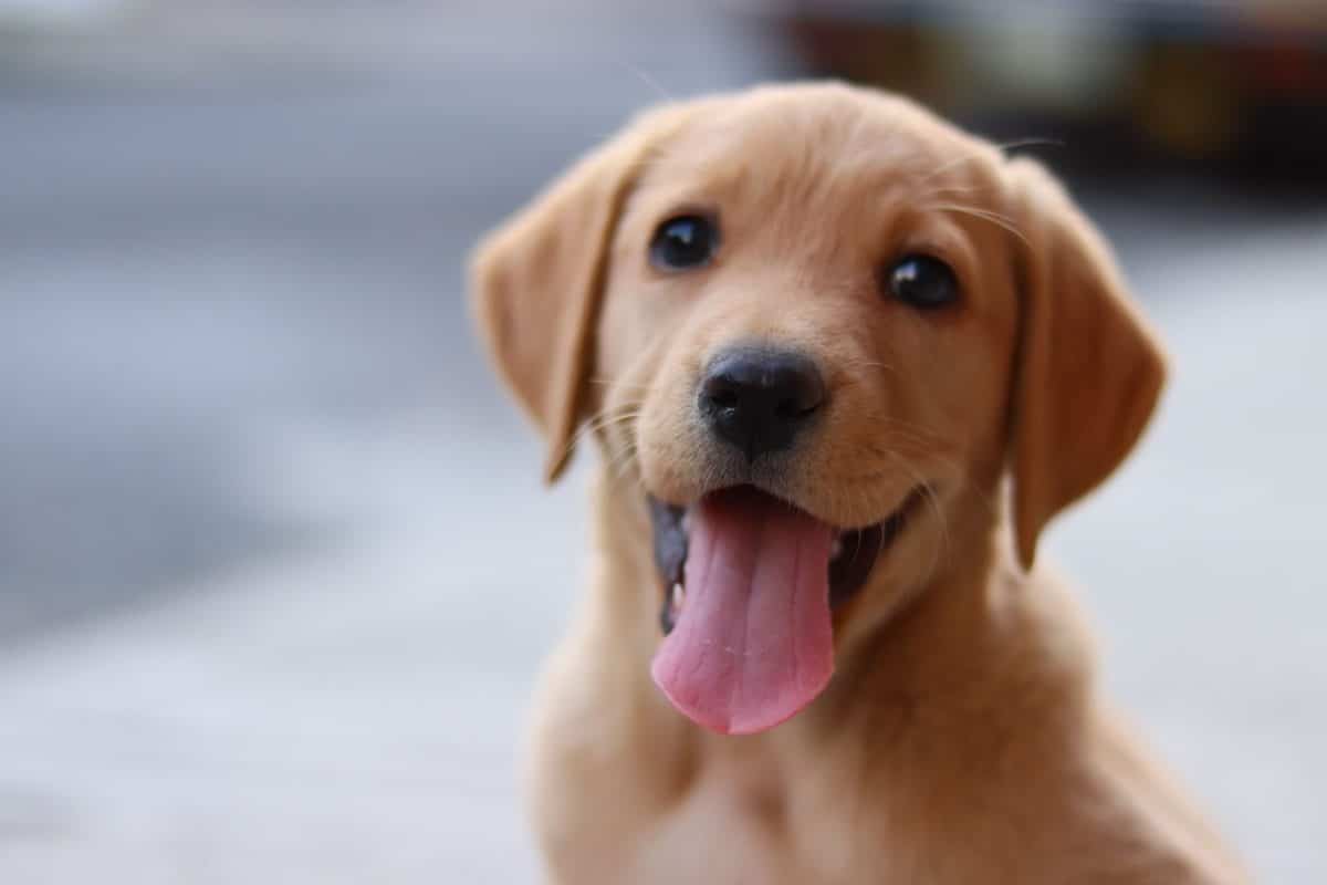 Golden Retriever radiating warm beauty through its flowing golden coat.