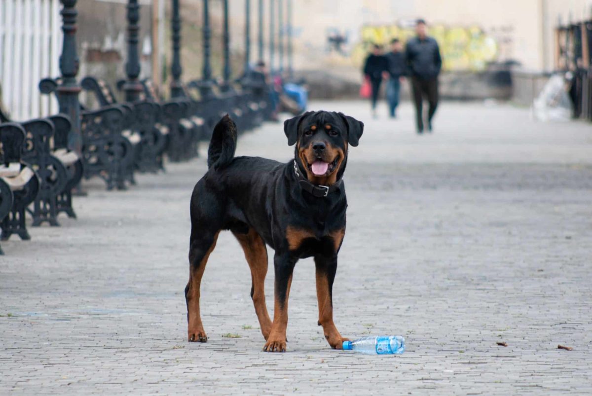 Rottweiler revealing the playful goofball hiding behind a serious expression.