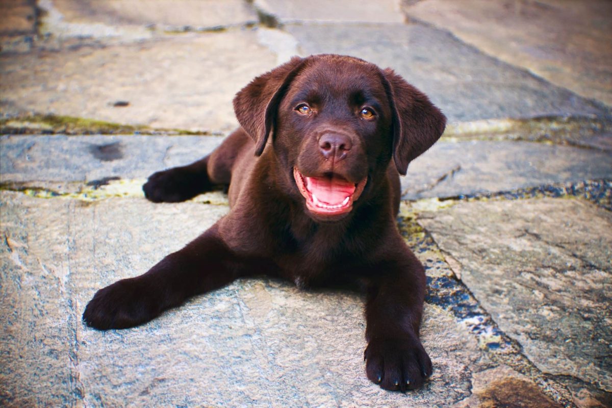 Labrador Retriever looking playfully curious and ready for harmless mischief.