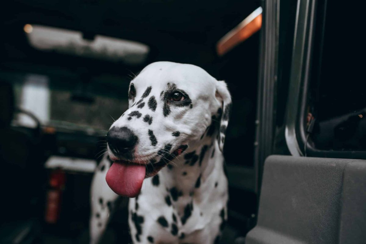 Dalmatian happily preparing for another energetic road trip.