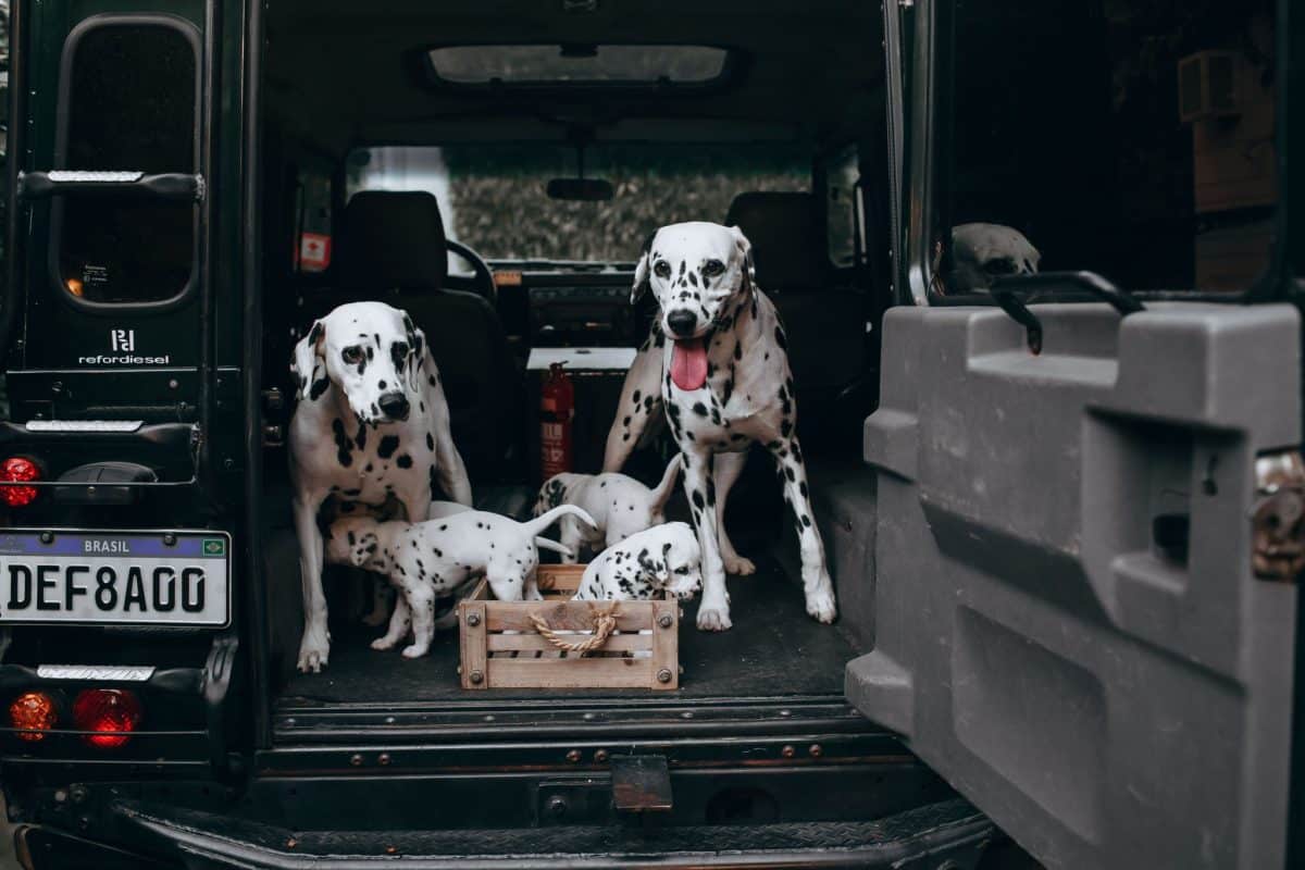 A happy dogs eagerly anticipating an exciting adventure with joyful curiosity and enthusiasm.