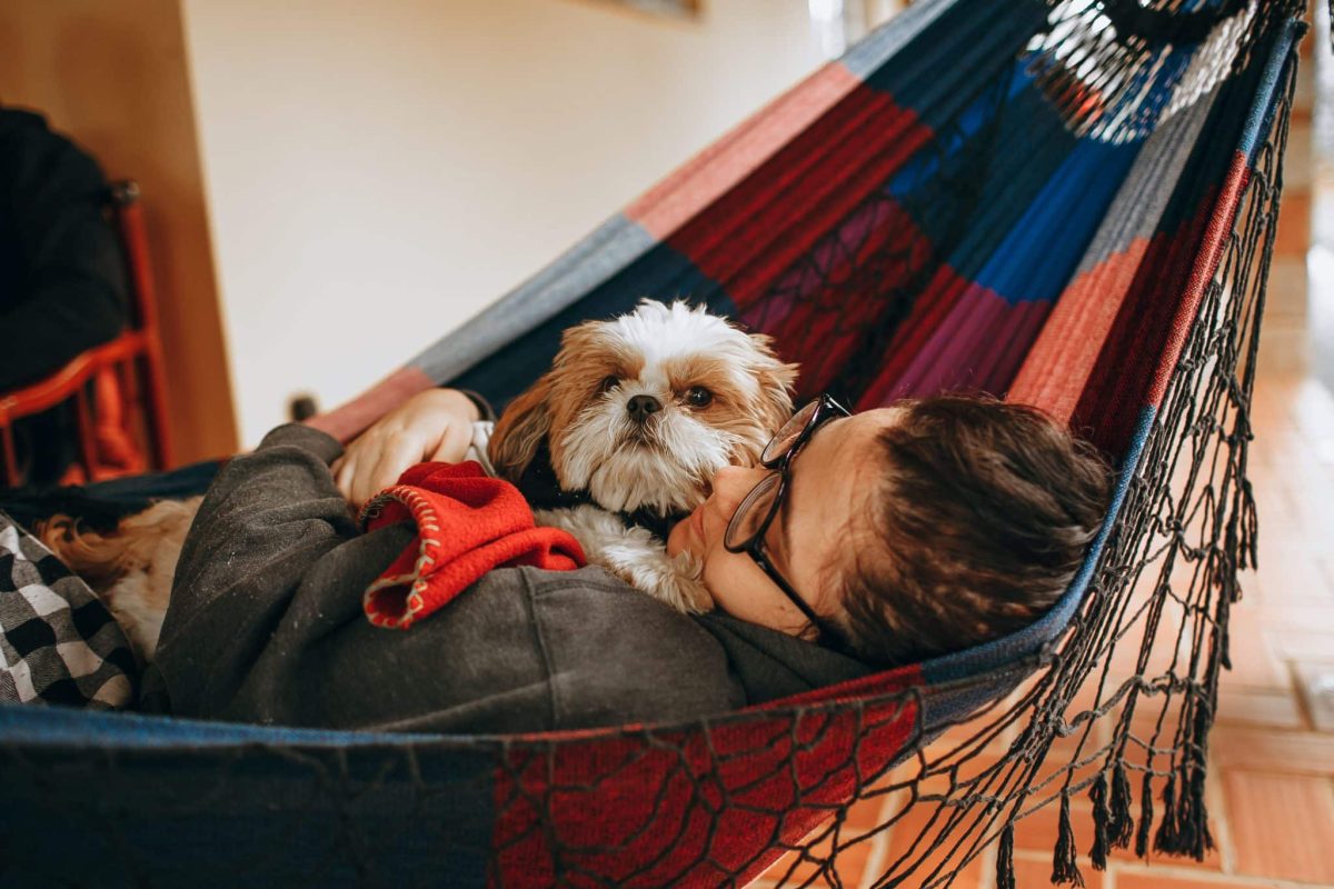 Shih Tzu displaying devoted sweetness and a natural talent for affectionate snuggling.