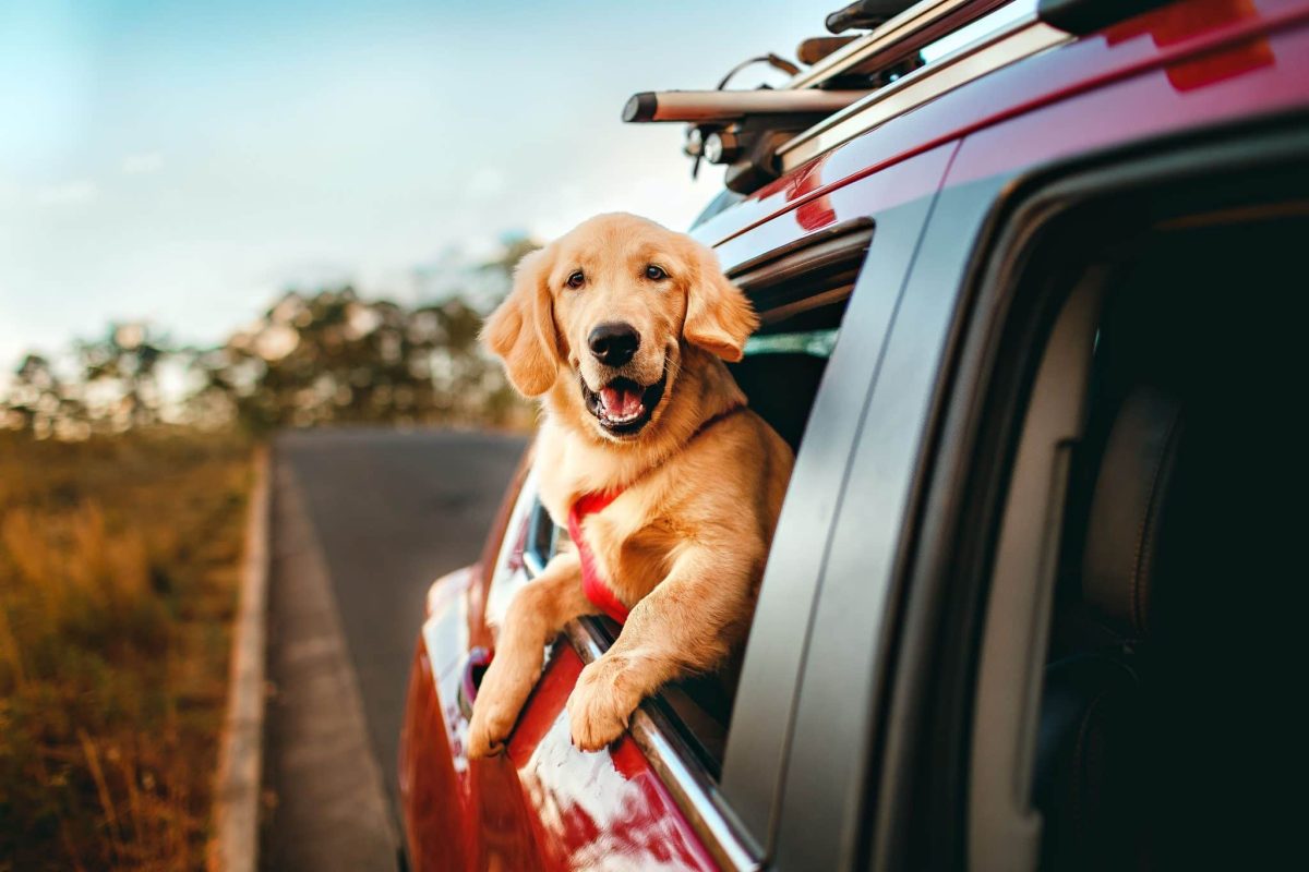 Golden Retriever happily embracing every road trip with friendly enthusiasm.