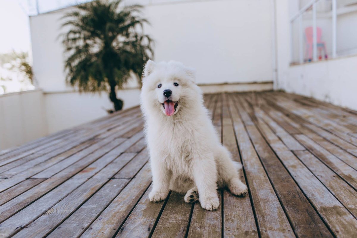 Samoyed showing its brilliant coat and famously cheerful expression.