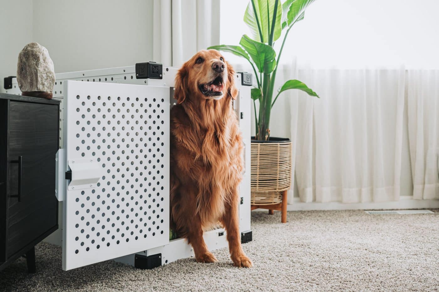 7 Best Hidden Dog Beds