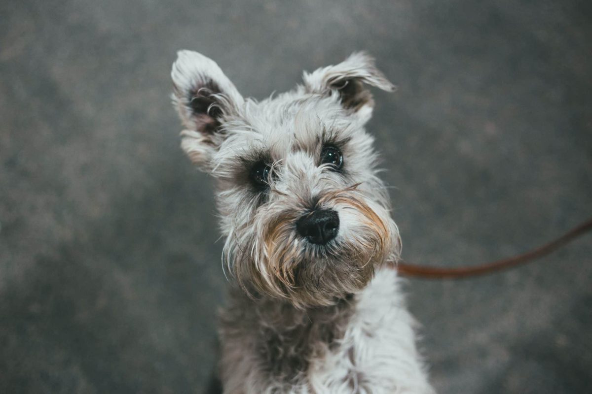 Miniature Schnauzer looking alert, opinionated, and ready to respond.

