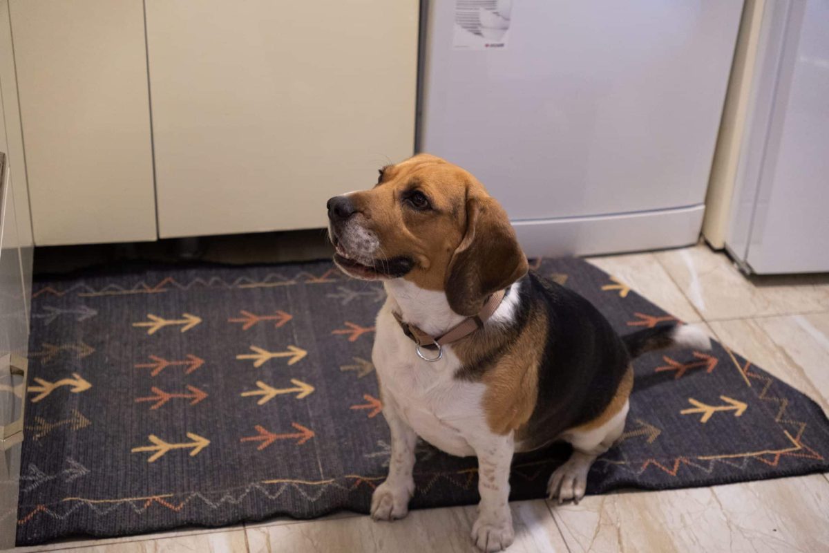 Beagle displaying curious charm and a nose for playful trouble.