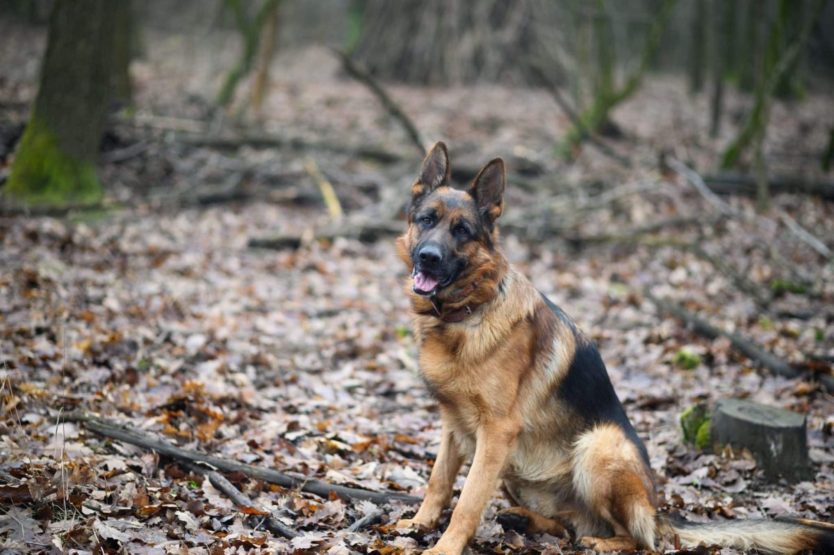 German Shepherd appearing alert, confident, and prepared for outdoor adventures.