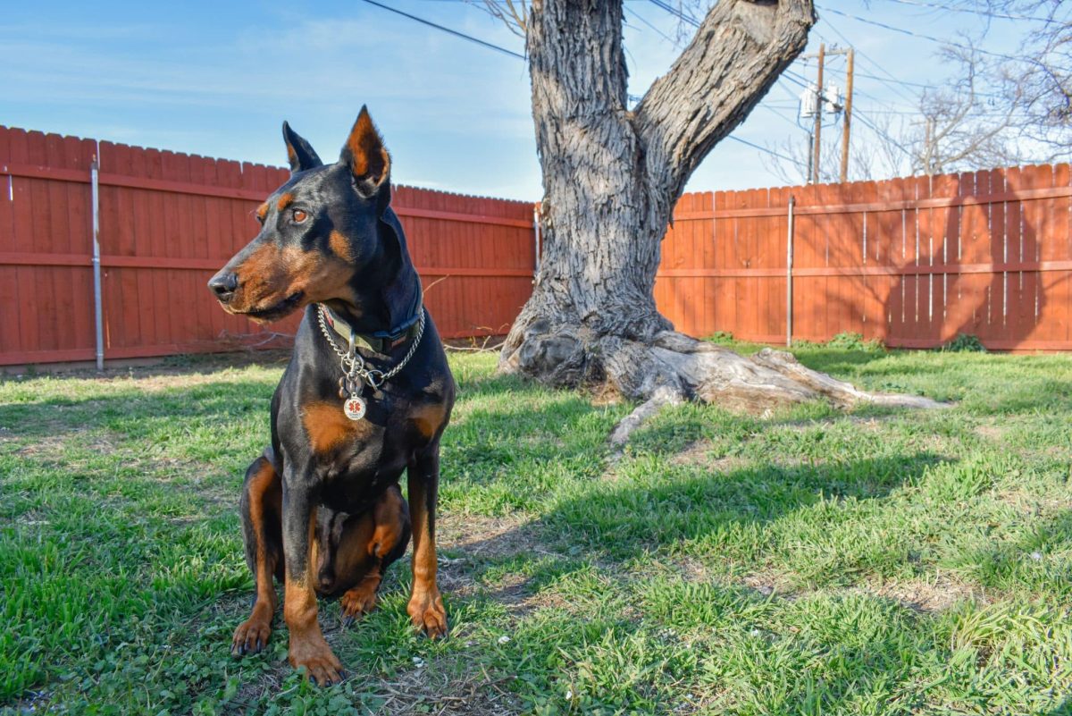 Doberman Pinscher appearing attentive, confident, and intensely devoted to loved ones.