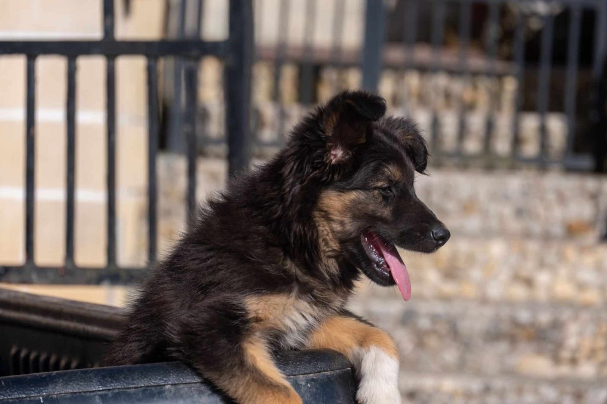 German Shepherd confidently enjoying another exciting family outing.
