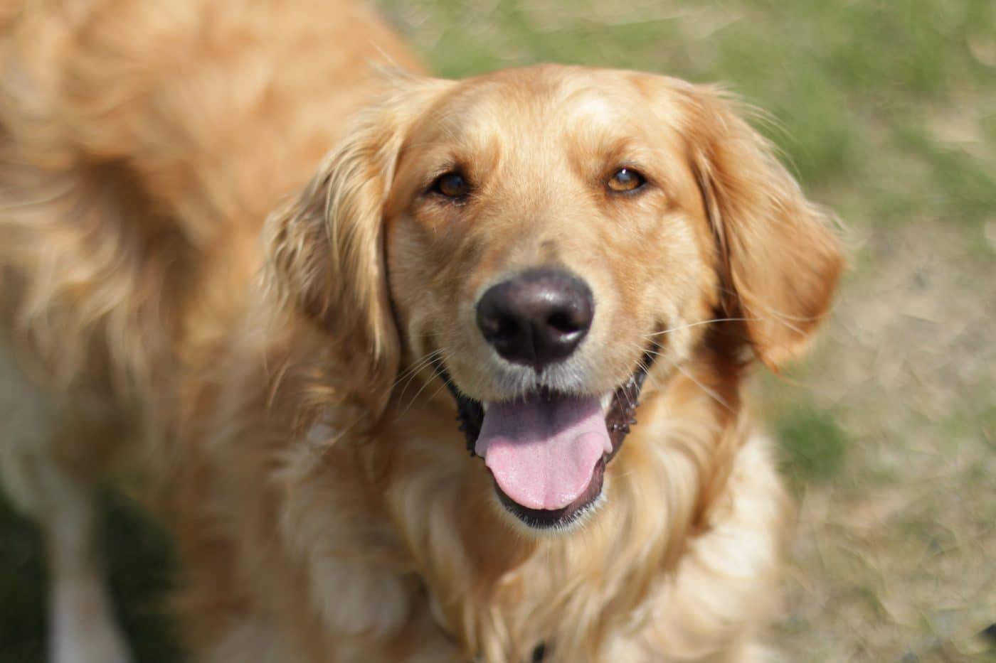 Golden Retriever showing a warm, affectionate face filled with gentle charm.