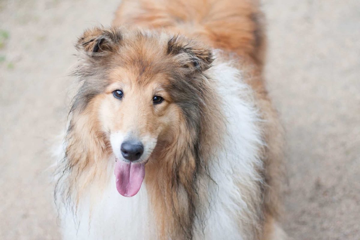 Collie reflecting gentle kindness and remarkable emotional understanding.
