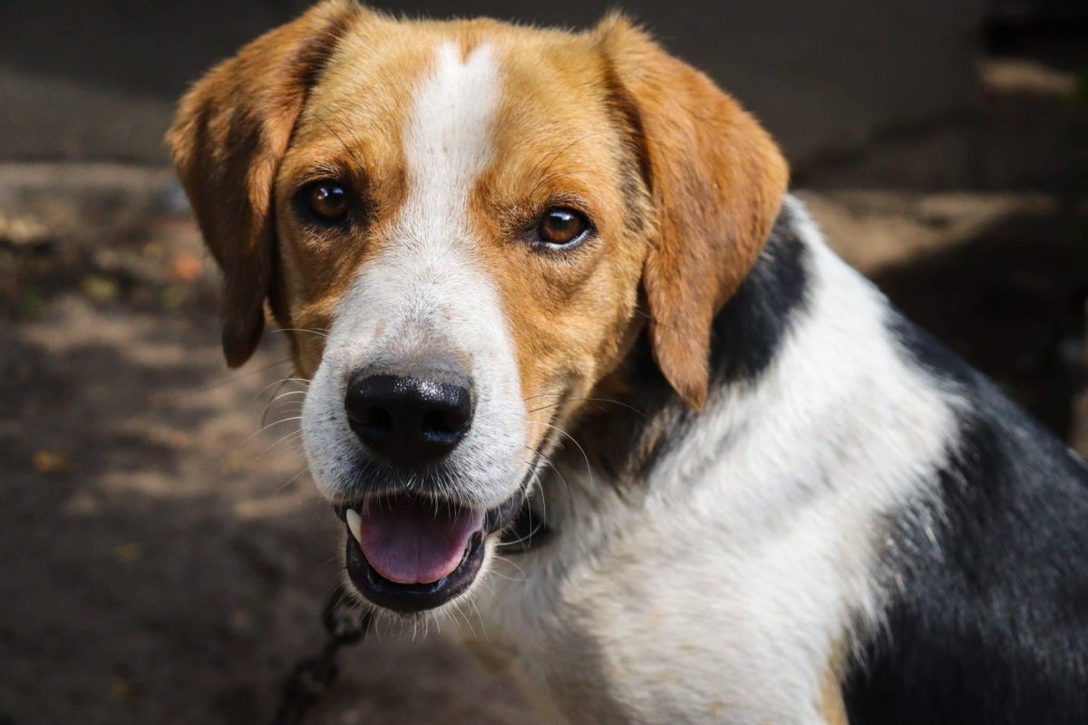Beagle confidently voicing an opinion with curious, playful energy.