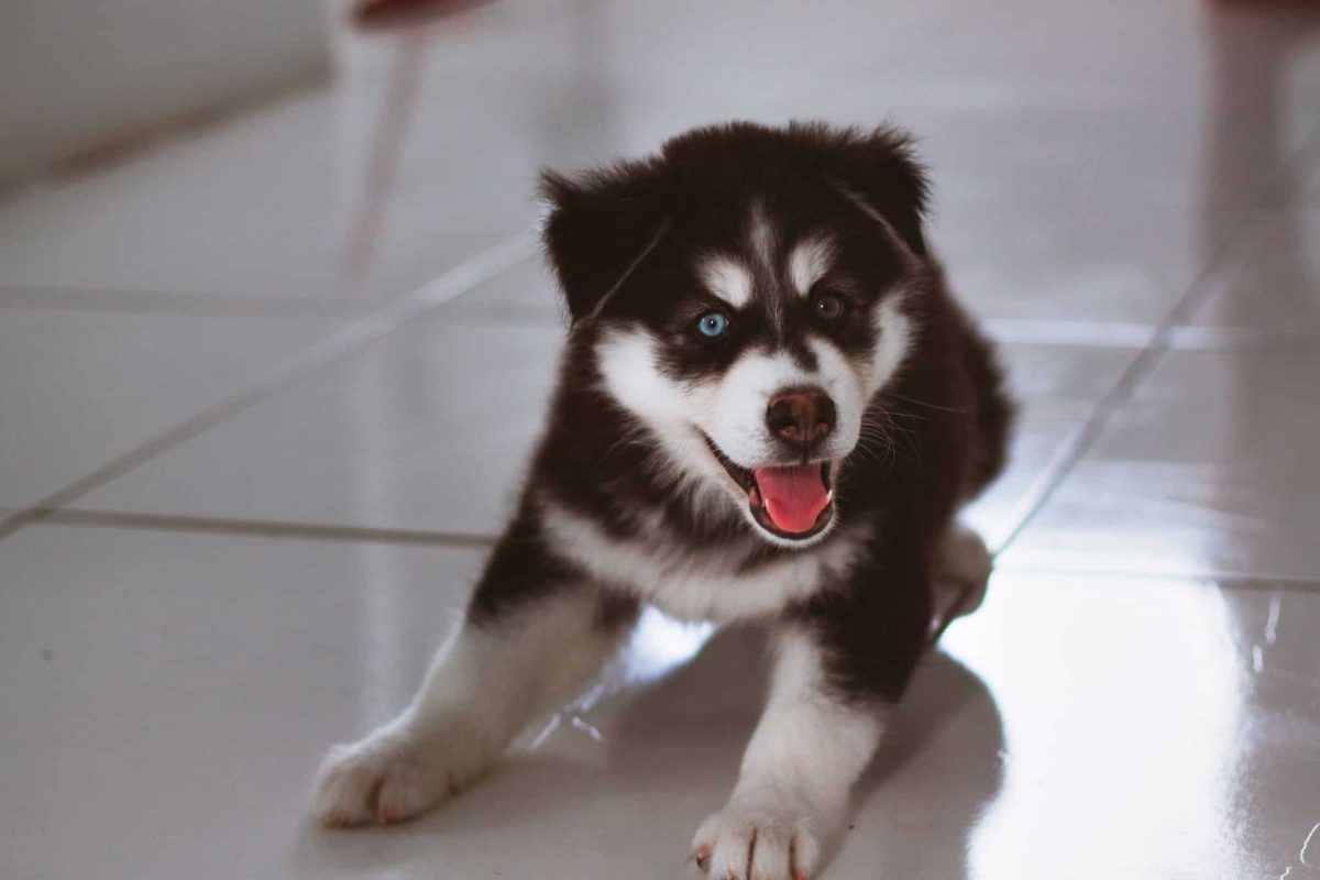 Siberian Husky showing clever confidence and delightfully mischievous energy.