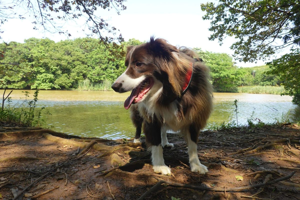 Border Collie displaying focused energy and enthusiasm for wilderness exploration.
