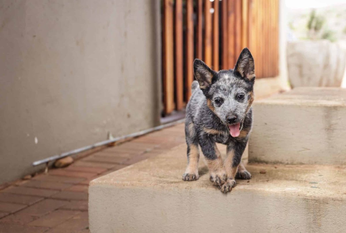 Australian Cattle Dog showing fearless curiosity and clever mischievous determination.
