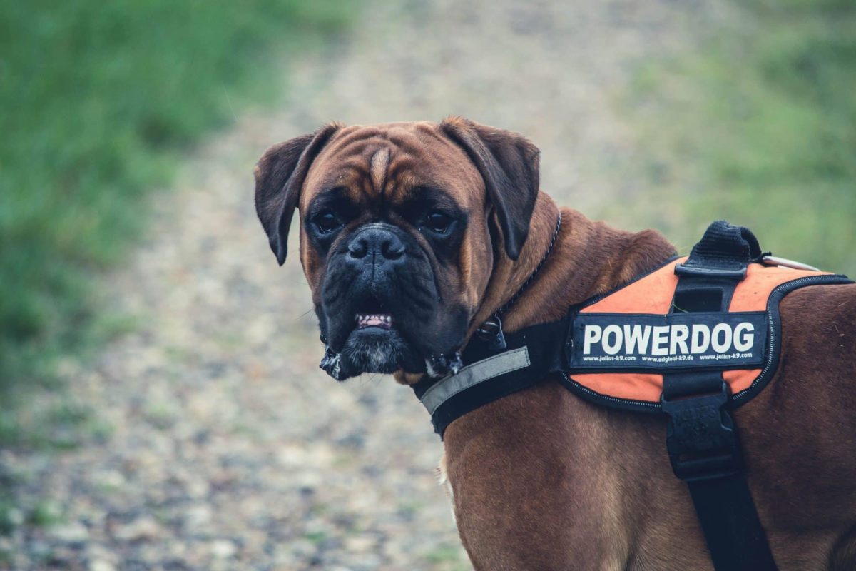 Boxer expressing playful affection and unwavering loyalty toward beloved family.