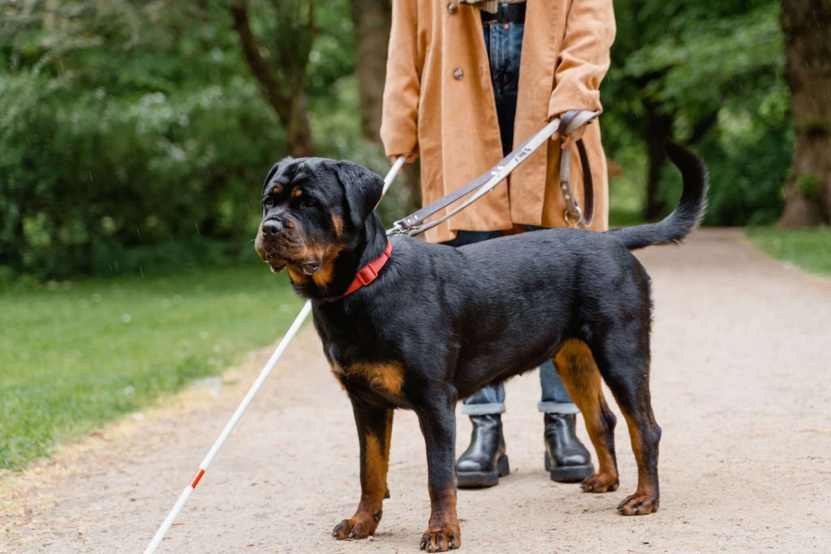 Rottweiler showing calm confidence and deeply devoted companionship.