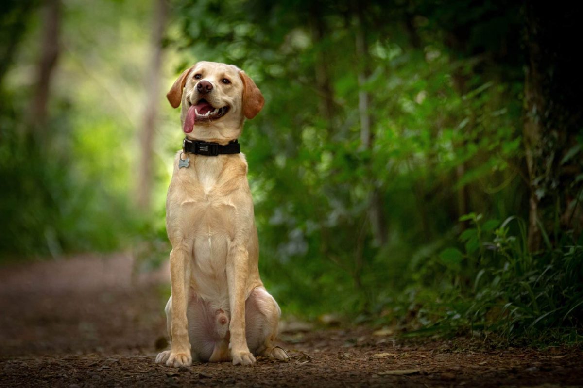 Labrador Retriever wearing a hopeful expression full of lovable sweetness.